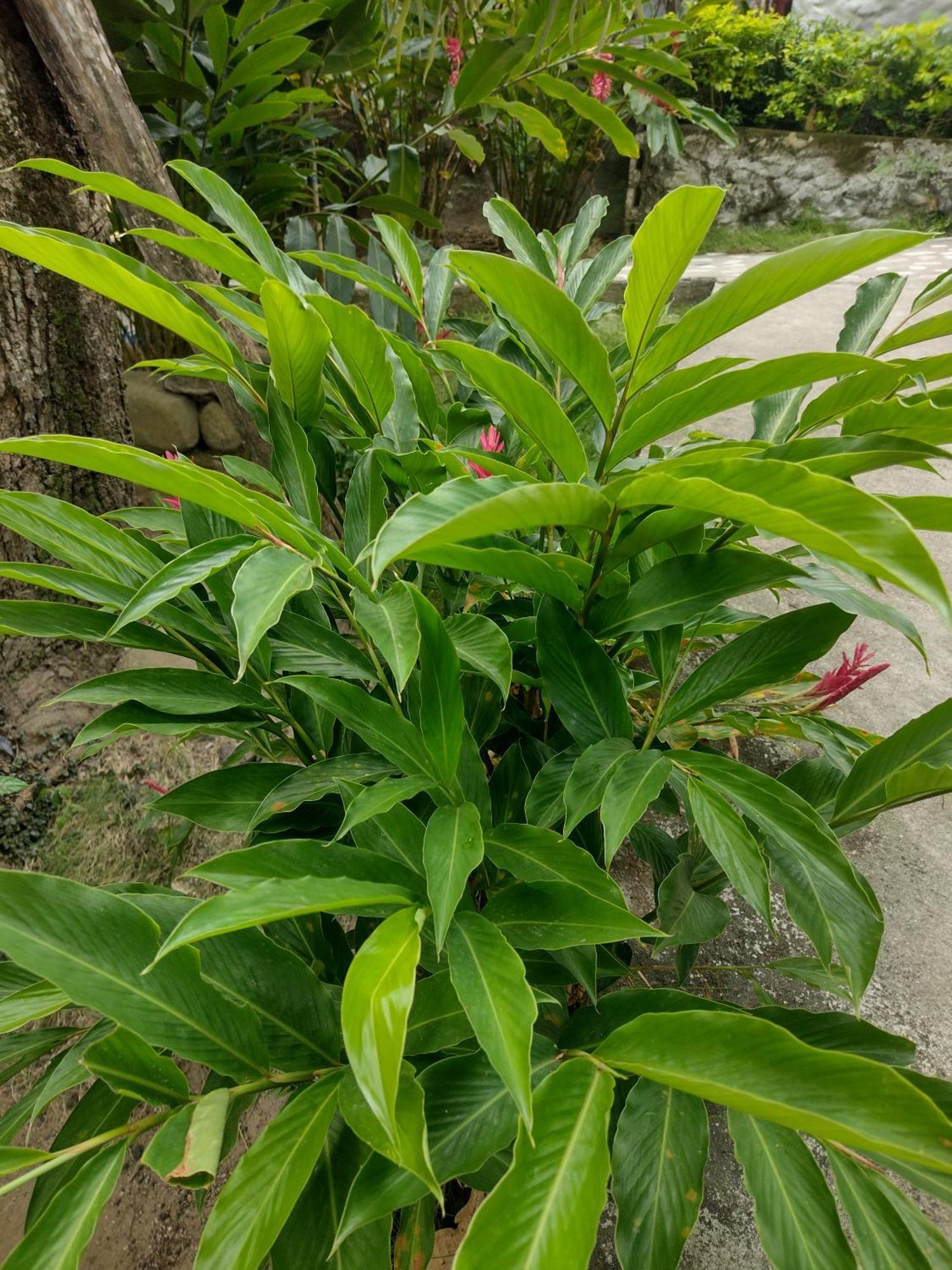 Casa Kumake Tayrona Villa Zaino Eksteriør billede